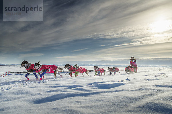 DeeDee Jonrowe läuft während des Iditarod 2015 auf dem Slough kurz vor dem Shaktoolik-Kontrollpunkt