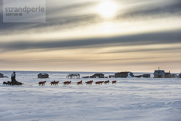 Ken Anderson einige Meilen vor der Ziellinie in Nome bei Sonnenuntergang während des Iditarod 2015