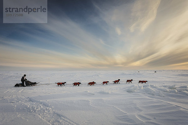 Ken Anderson einige Meilen vor der Ziellinie in Nome bei Sonnenuntergang während des Iditarod 2015