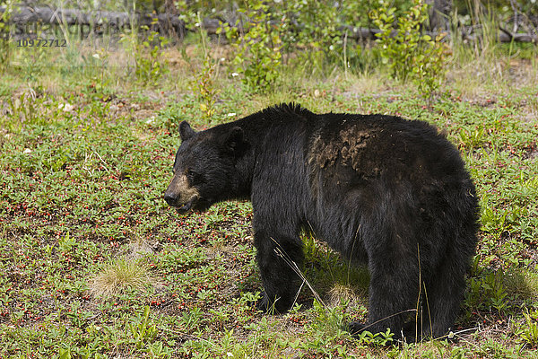 Ein Schwarzbär entlang des Alaska Highway  Yukon Territorium  Kanada  Sommer