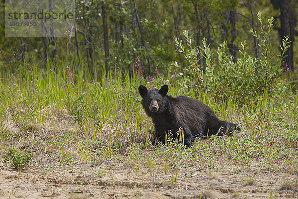 Schwarzbär inmitten von Walderdbeeren entlang des Alaska Highway  Yukon Territory  Kanada  Sommer