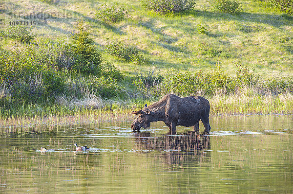 Elchbulle auf Nahrungssuche in einem Teich am Coastal Trail im Kincaid Park  Anchorage  Süd-Zentral-Alaska.