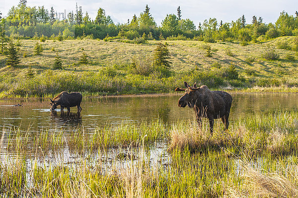 Zwei Elchbullen auf Nahrungssuche in einem Teich am Coastal Trail im Kincaid Park  Anchorage  Süd-Zentral-Alaska.