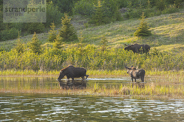 Drei Elchbullen auf Nahrungssuche an einem Teich am Coastal Trail im Kincaid Park  Anchorage  Süd-Zentral-Alaska.