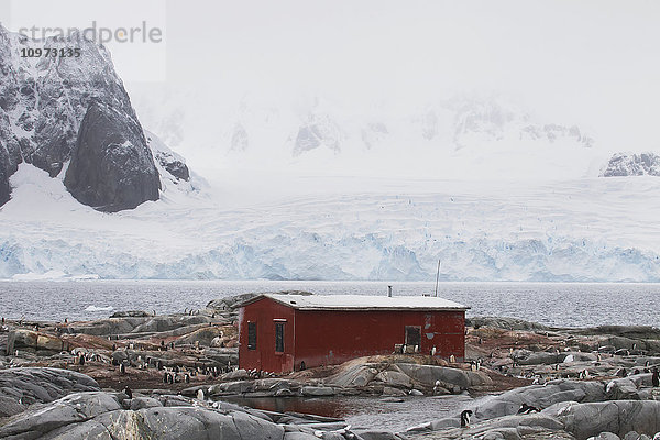 Eselspinguine (Pygoscelis papua) und Groussac-Hütte auf der Petermann-Insel  Antarktische Halbinsel; Antarktis'.