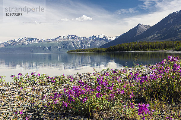 Blick auf das Zwergglanzkraut am Ufer des Kluane Lake  Yukon Territory  Kanada  Sommer.