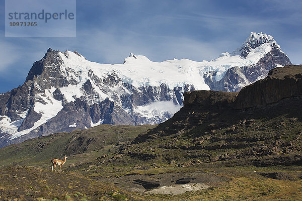 Guanako (Lama guanicoe) vor dem Cerro Paine Grande im Torres del Paine National Park; Region Magallanes  Chile'.