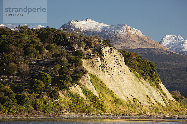 Königskormoran/Weißbauchscharbe (Phalacrocorax (atriceps) albiventer) und Magellanpinguinkolonie (Spheniscus magellanicus) auf Isla Martillo im Beagle-Kanal; Feuerland  Argentinien'.