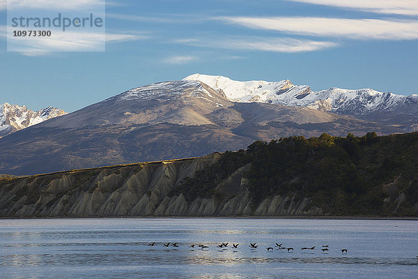 Königskormoran/Weißbauchscharbe (Phalacrocorax (atriceps) albiventer) im Tiefflug über dem Beagle-Kanal; Tierra del Fuego  Argentinien