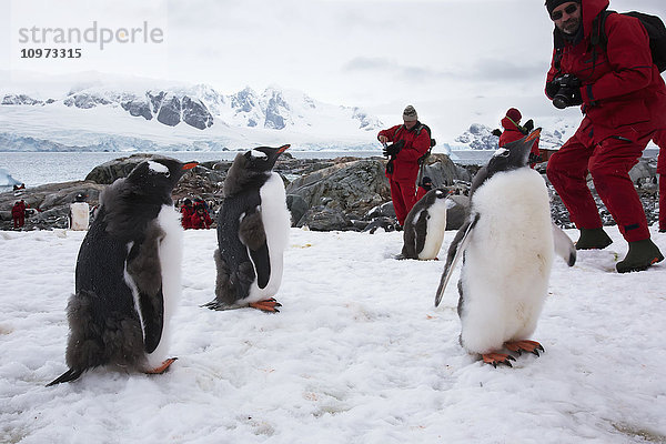 Eselspinguine (Pygoscelis papua) und Touristen auf Petermann Island  Antarktische Halbinsel; Antarktis'.