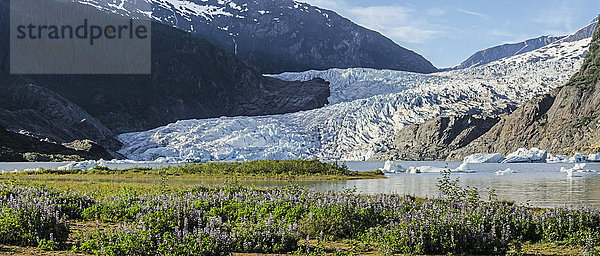 Blick auf den Mendenhall-Gletscher mit der Nootka-Lupine im Vordergrund  Tongass National Forest  Südost-Alaska  Sommer