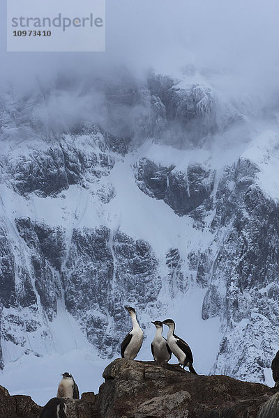 Blauaugen-Kormorane oder Macquarie-Island-Shags (Phalacrocorax atriceps)  Port Lockroy; Antarktis'.