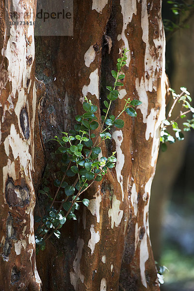 Seltener Arrayan-Baum oder chilenischer Myrtenbaum (Luma apiculata) am Nahuel Huapi See  San Carlos de Bariloche; Rio Negro  Argentinien