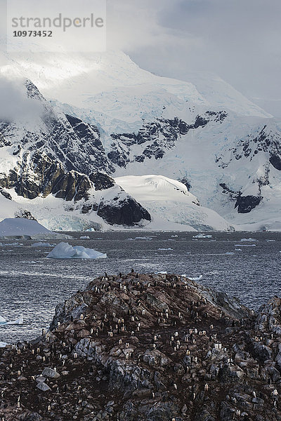 Eselspinguine (Pygoscelis papua) auf der Yelcho/Videla-Basis (Chile) im Paradieshafen  Antarktische Halbinsel; Antarktis'.