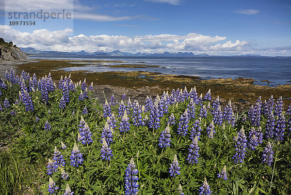 Blick auf die Nootka-Lupine entlang der Chiniak Bay  Kodiak Island  Südwest-Alaska  Sommer