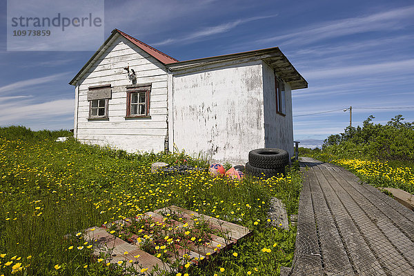 Ein verwittertes Haus mit rotem Metalldach und gelben Blumen im Garten  Sand Point  Südwest-Alaska  USA  Sommer'