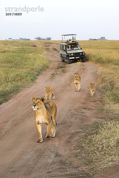 Löwinnen (Panthera leo) mit ihren Jungen laufen auf der unbefestigten Straße vor Touristen in einem Safarifahrzeug  Serengeti-Nationalpark; Tansania'.