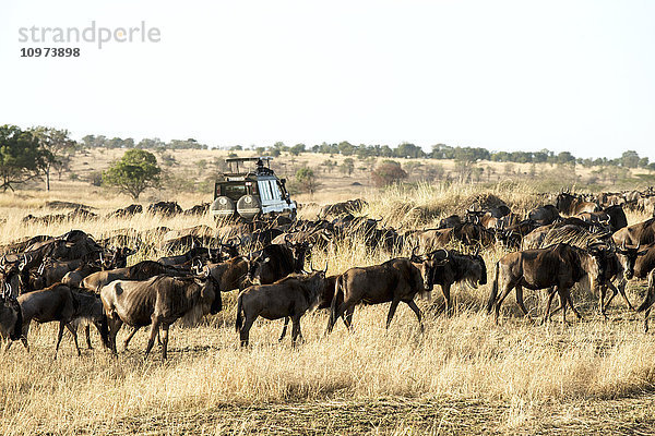 Safari-Fahrzeug fährt durch eine Gruppe wandernder Gnus (Connochaetes) in der Trockensavanne  Serengeti-Nationalpark; Tansania'.