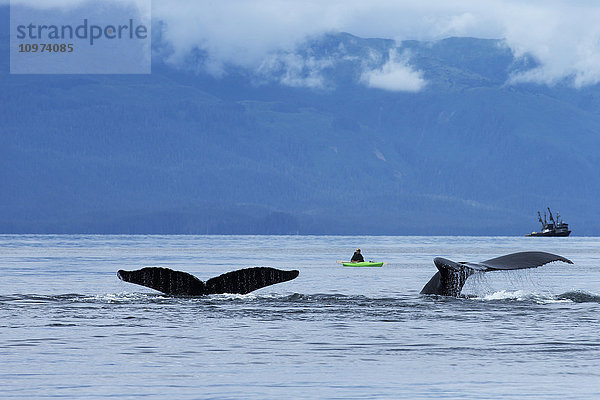 Zwei Buckelwale tauchen in die ruhigen Gewässer der Inside Passage ein  während ein Kajakfahrer sie beobachtet  Chatham Strait  Südost-Alaska'.