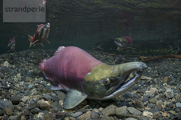 Das Alphamännchen des Rotlachses (Oncorhynchus nerka) schützt die Rotte vor Konkurrenten  indem es auf der Rotte hockt   Süd-Zentral-Alaska.