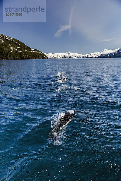 Dall's Schweinswale schwimmen an der Meeresoberfläche  Prince William Sound  Whittier  Süd-Zentral-Alaska  USA  Winter