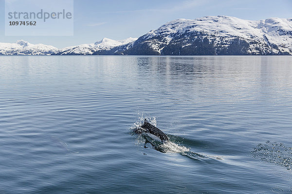 Dall's Porpoise schwimmt an der Meeresoberfläche  Prince William Sound  Whittier  Süd-Zentral-Alaska  USA  Winter