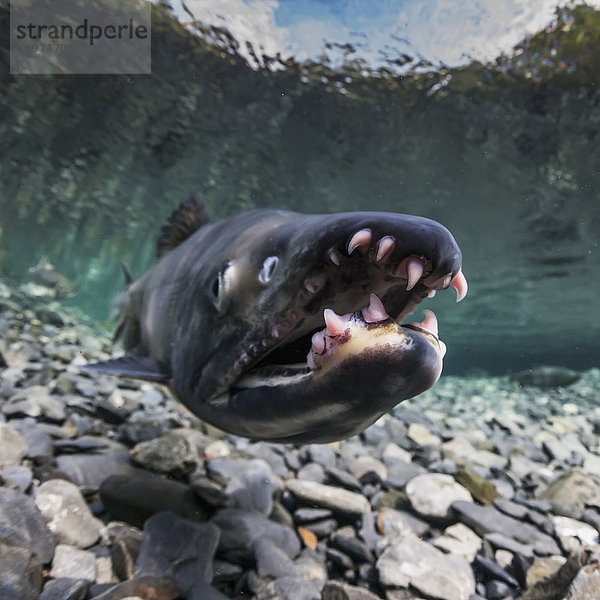 Nahaufnahme des Kiefers und der Zähne eines männlichen Keta-Lachses (Oncorhynchus keta) unter Wasser in einem Fluss in Alaska während des Sommers.