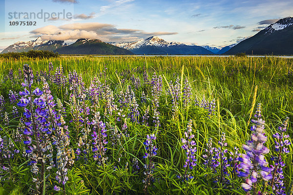 Arktisches Lupinenfeld entlang des Turnagain Arm südlich von Girdwood  Süd-Zentral-Alaska.