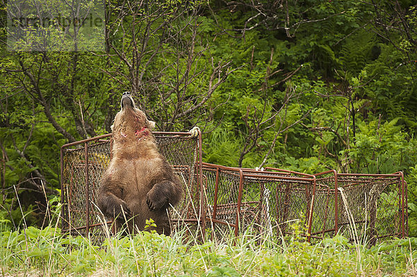 Ein kampferprobtes Braunbärschwein kratzt sich am Rücken von Königskrabbenkübeln  die in der Nähe des Ufers in der Kukak Bay  Katmai National Park & Preserve  Alaska  gelagert werden.