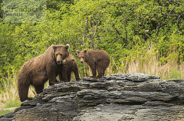 Braunbärensau und Jungtiere in der Kukak Bay  Katmai National Park & Preserve  Alaska.