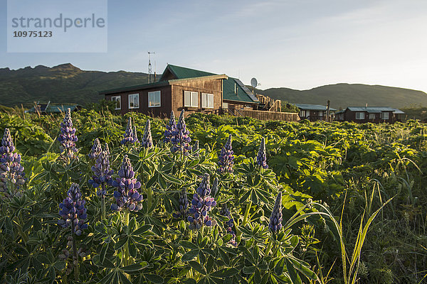 Die Katmai Wilderness Lodge und ein Beet mit arktischen Lupinen im Morgenlicht  Kukak Bay  Katmai National Park & Preserve  Alaska.