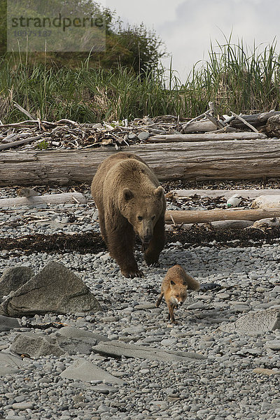 Ein junges Braunbärschwein jagt einen jungen Rotfuchs an einem Strand in der Kukak Bay  Katmai National Park & Preserve  Alaska.