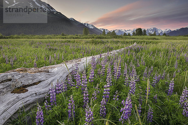 Feld mit arktischen Lupinen in der Nähe des Turnagain Arm südlich von Girdwood  Alaska.