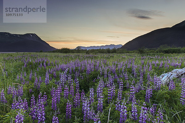 Feld mit arktischen Lupinen in der Nähe des Turnagain Arm südlich von Girdwood  Alaska.