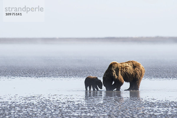 Eine Braunbärensau und ihr Jungtier graben bei Ebbe im Lake Clark National Park & Preserve  Alaska  im Watt nach Muscheln.