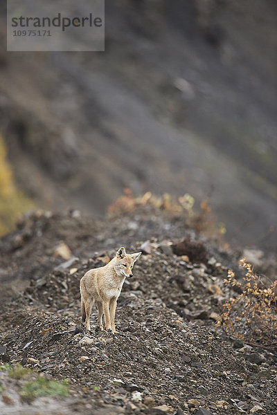 Ein Kojote hält an der Parkstraße unterhalb des Sable Passes im Denali National Park & Preserve  Alaska  inne.