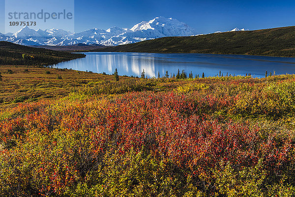 Herbstfarben am Wonder Lake im Morgenlicht  Denali National Park & Preserve.