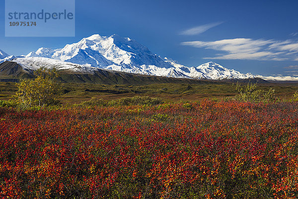 Herbstfarben und Morgenlicht am Denali im Denali National Park & Preserve  Alaska.