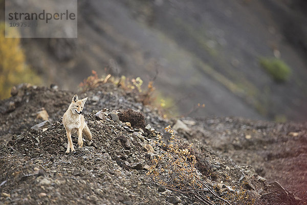 Ein Kojote hält an der Parkstraße unterhalb des Sable Passes im Denali National Park & Preserve  Alaska  inne.