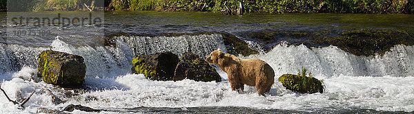 Braunbär (Ursus arctos) in den Stromschnellen unterhalb der Brooks Falls beim Angeln auf Sockeye-Lachs  Katmai National Park and Preserve  Südwest-Alaska