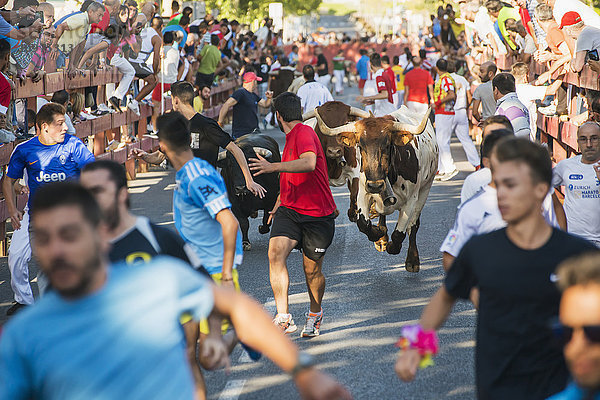 Festival in Alcala de Henares  Stierrennen  eine der meistbesuchten Attraktionen; Alcala de Henares  Madrid  Spanien'