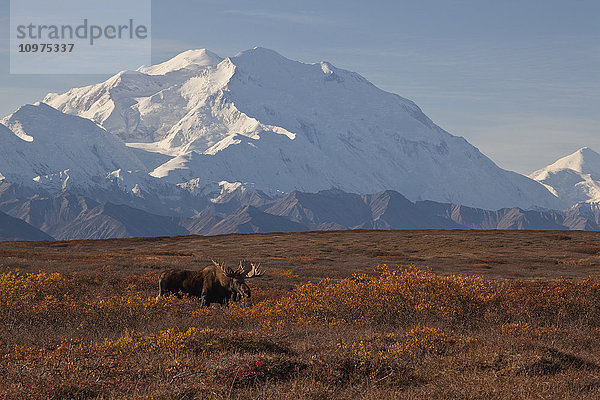 Elchbulle (Alces alces)  stehend auf einem Bergrücken in der Strauchtundra mit Denali und Alaska Range im Hintergrund  Denali National Park and Preserve  Inner-Alaska  Herbst