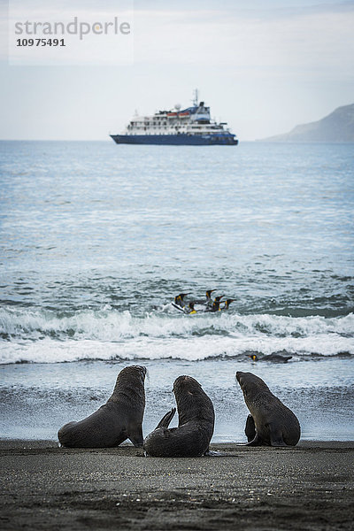 Drei antarktische Pelzrobben (Aptenodytes patagonicus) mit Schiff dahinter; Antarktis'.