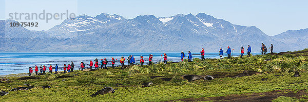 Touristen am Horizont mit antarktischen Pelzrobben (Aptenodytes patagonicus) am Boden; Antarktis'.