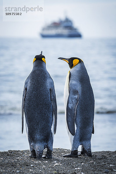 Zwei Königspinguine (Aptenodytes patagonicus) schauen auf ein verschwommenes Schiff; Antarktis'.