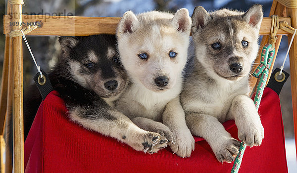 Nahaufnahme von Siberian-Husky-Welpen in einem kleinen Hundeschlitten  Alaska