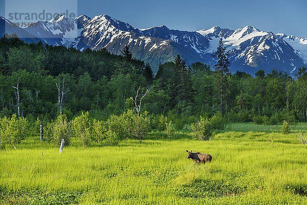 Sommerlandschaft mit Elchkühen auf einer Wiese in einem Feuchtgebiet mit den Chugach Mountains im Hintergrund in der Nähe von Girdwood  Süd-Zentral-Alaska  Sommer