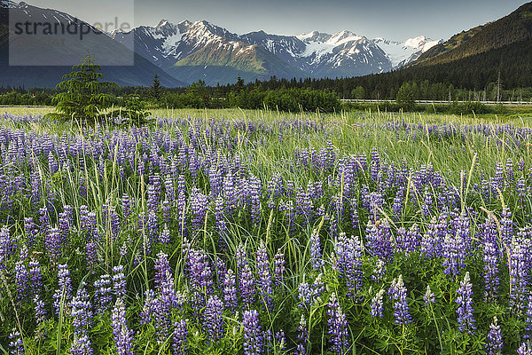 Sommerlandschaft mit Lupinenblüten am Turnagain Arm mit den Chugach Mountains im Hintergrund bei Girdwood  Alaska