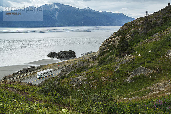 Wohnmobil fährt auf dem Seward Highway mit dem Turnagain Arm und den Kenai Mountains im Hintergrund  während Dallschafschafe und Lämmer auf einem grasbewachsenen Hang fressen und sich ausruhen  Süd-Zentral-Alaska