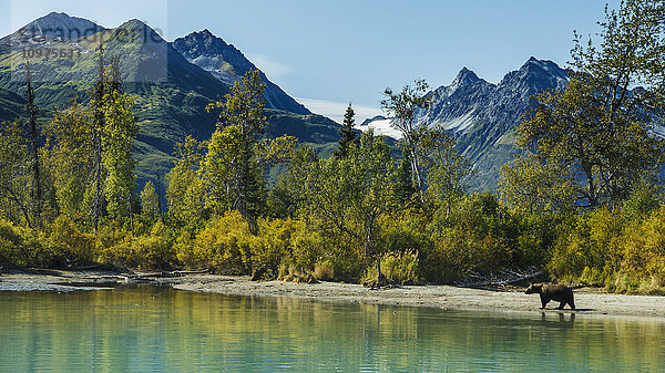 Grizzlybär am Seeufer des Crescent Lake im Lake Clark National Park mit den Chigmit-Bergen der Alaska Range im Hintergrund  Süd-Zentral-Alaska  Sommer
